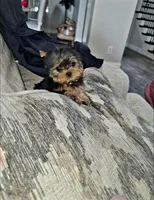 Micro Teacup- 16ozs 10 wks, a male Yorkshire Terrier for sale in Dallas, TX – Photo 5 of 9
