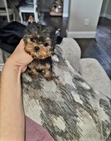 Micro Teacup- 16ozs 10 wks, a male Yorkshire Terrier for sale in Dallas, TX – Photo 3 of 9
