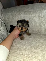Tiny Ziggy, a male Yorkshire Terrier for sale in Dallas, TX – Photo 3 of 3