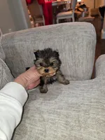 Micro Teacup- 12 ozs 10 wks, a male Yorkshire Terrier for sale in Dallas, TX – Photo 3 of 3