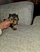 Tiny Ziggy, a male Yorkshire Terrier for sale in Dallas, TX – Photo 1 of 3