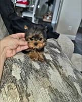 Micro Teacup- 16ozs 10 wks, a male Yorkshire Terrier for sale in Dallas, TX – Photo 8 of 9