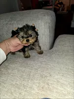 Tiny Ziggy, a male Yorkshire Terrier for sale in Dallas, TX – Photo 2 of 3