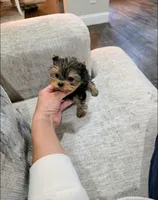 Micro Teacup- 12 ozs 10 wks, a male Yorkshire Terrier for sale in Dallas, TX – Photo 2 of 3