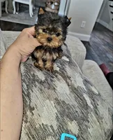 Micro Teacup- 16ozs 10 wks, a male Yorkshire Terrier for sale in Dallas, TX – Photo 4 of 9