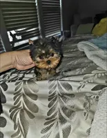 Micro Teacup- 16ozs 10 wks, a male Yorkshire Terrier for sale in Dallas, TX – Photo 9 of 9