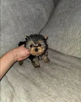 Micro Teacup- 12 ozs 10 wks, a male Yorkshire Terrier for sale in Dallas, TX – Photo 1 of 3