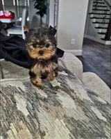 Micro Teacup- 16ozs 10 wks, a male Yorkshire Terrier for sale in Dallas, TX – Photo 2 of 9