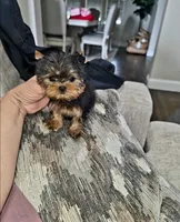 Micro Teacup- 16ozs 10 wks, a male Yorkshire Terrier for sale in Dallas, TX – Photo 6 of 9