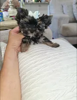 Smokey  ¡Tiny!, a male Yorkshire Terrier for sale in Dallas, TX – 2 of 5