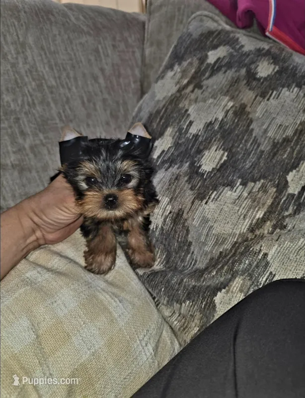Gizzy – Yorkshire Terrier puppy for sale in Dallas, TX