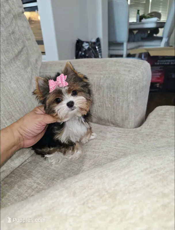 Minnie ( Teacup) – Yorkshire Terrier puppy for sale in Dallas, TX