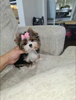 Minnie ( Teacup), a female Yorkshire Terrier for sale in Dallas, TX – 2 of 6