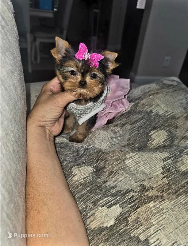 Millie  – Yorkshire Terrier puppy for sale in Dallas, TX