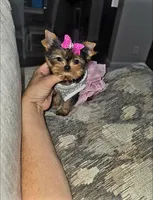 Millie , a female Yorkshire Terrier for sale in Dallas, TX – 2 of 5