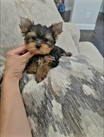 Peanut, a male Yorkshire Terrier for sale in Dallas, TX – 4 of 4