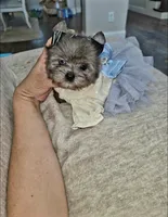 Shimmer, a female Yorkshire Terrier for sale in Dallas, TX – 4 of 4