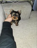 Ziggy * Teacup*, a male Yorkshire Terrier for sale in Dallas, TX – 2 of 4