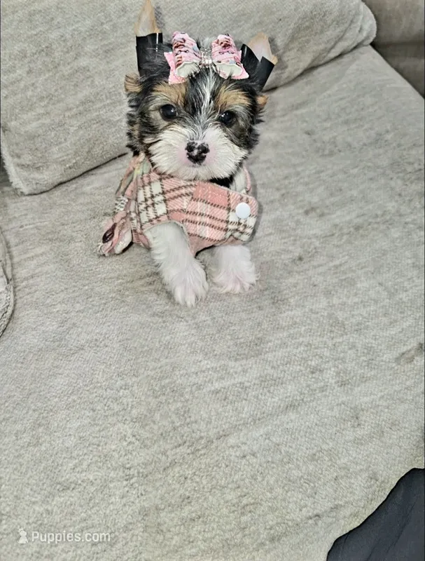 Trixie – Yorkshire Terrier puppy for sale in Dallas, TX