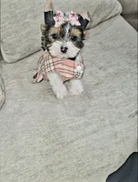 Trixie, a female Yorkshire Terrier for sale in Dallas, TX – 1 of 5