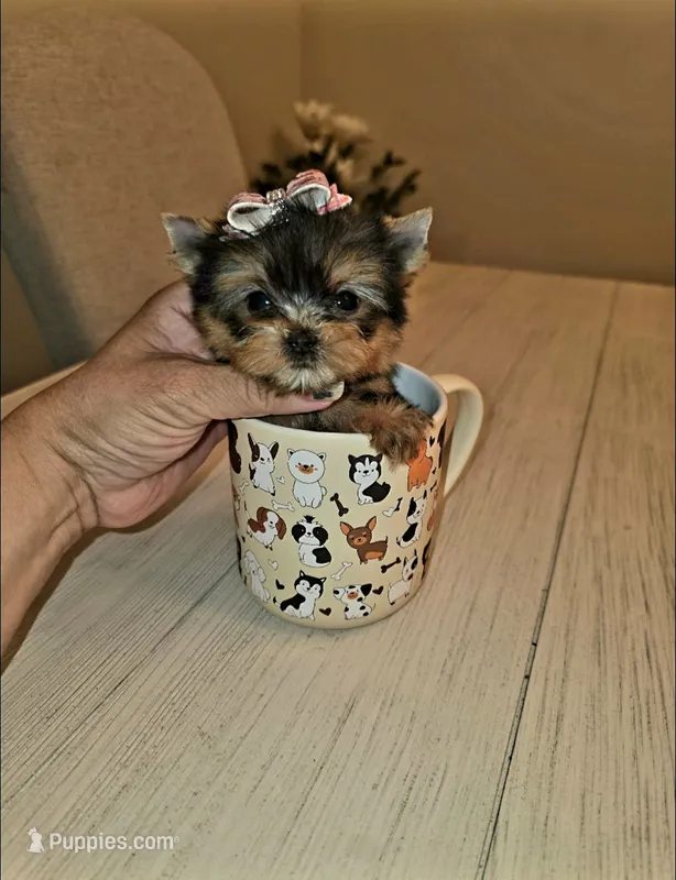 Matcha  *Micro Teacup * – Yorkshire Terrier puppy for sale in Dallas, TX