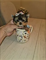 Matcha  *Micro Teacup *, a female Yorkshire Terrier for sale in Dallas, TX – 1 of 5