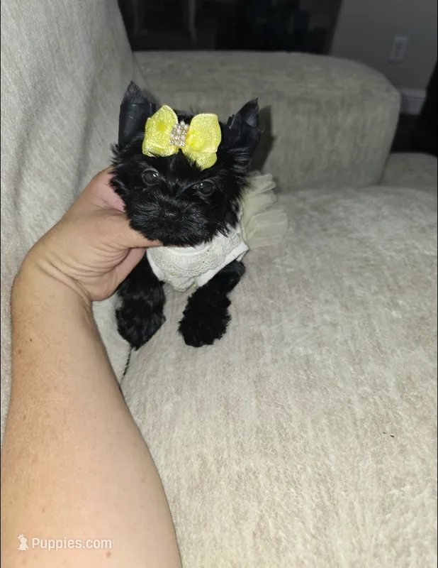 Midnight – Yorkshire Terrier puppy for sale in Dallas, TX