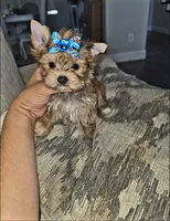 Rusty, a male Yorkshire Terrier for sale in Dallas, TX – 2 of 4