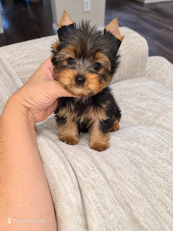 Toby (Tiny) – Yorkshire Terrier puppy for sale in Dallas, TX