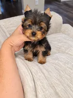 Toby (Tiny), a male Yorkshire Terrier for sale in Dallas, TX – 1 of 3