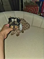 Sassy  (Teacup), a female Yorkshire Terrier for sale in Dallas, TX – 3 of 7