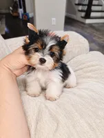 Oreo, a male Yorkshire Terrier for sale in Dallas, TX – 3 of 3