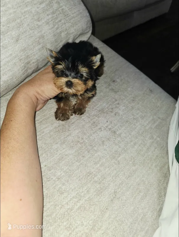 Brew – Yorkshire Terrier puppy for sale in Dallas, TX