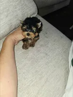 Brew, a male Yorkshire Terrier for sale in Dallas, TX – 1 of 3
