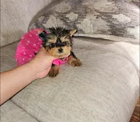 Latte, a female Yorkshire Terrier for sale in Dallas, TX – 2 of 4