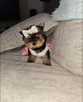 London, a female Yorkshire Terrier for sale in Dallas, TX – 1 of 1