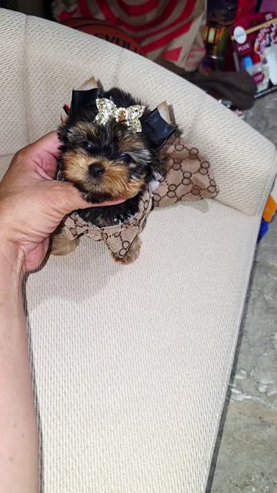 Sassy  (Teacup), a female Yorkshire Terrier for sale in Dallas, TX – 7 of 7