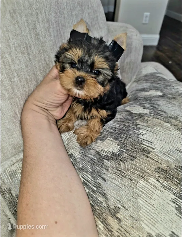 Peanut – Yorkshire Terrier puppy for sale in Dallas, TX