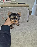 Ziggy * Teacup*, a male Yorkshire Terrier for sale in Dallas, TX – 1 of 4