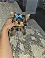 Peanut, a male Yorkshire Terrier for sale in Dallas, TX – 3 of 4