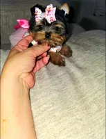 Sophie, a female Yorkshire Terrier for sale in Dallas, TX – 2 of 2