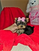Nugget , a female Yorkshire Terrier for sale in Dallas, TX – Photo 3 of 7