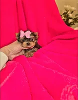 Nugget , a female Yorkshire Terrier for sale in Dallas, TX – Photo 5 of 7