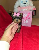 Nugget , a female Yorkshire Terrier for sale in Dallas, TX – Photo 6 of 7