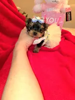 Nugget , a female Yorkshire Terrier for sale in Dallas, TX – Photo 7 of 7