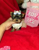 Nugget , a female Yorkshire Terrier for sale in Dallas, TX – Photo 1 of 7