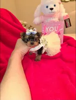 Nugget , a female Yorkshire Terrier for sale in Dallas, TX – Photo 4 of 7