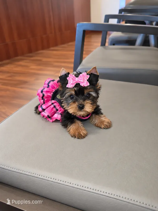 Tiny Daisy  – Yorkshire Terrier puppy for sale in Dallas, TX