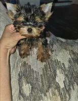Billy, a male Yorkshire Terrier for sale in Dallas, TX – 4 of 4