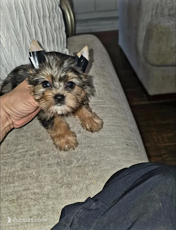 Tiny Hazel  – Yorkshire Terrier puppy for sale in Dallas, TX